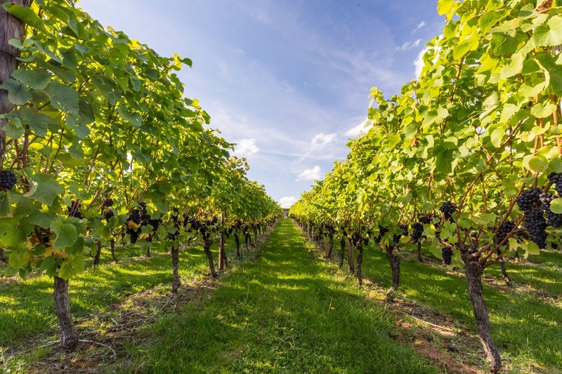 HushHeath_581- credit Hush Heath Estate.jpg